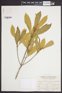 Osmanthus americanus image