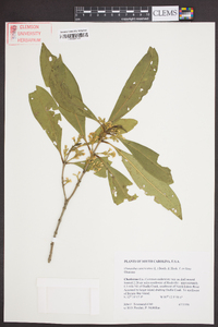 Osmanthus americanus image