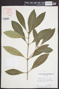 Osmanthus americanus image