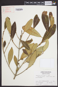 Osmanthus americanus image