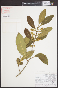 Osmanthus americanus image