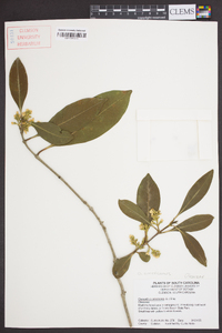 Osmanthus americanus image