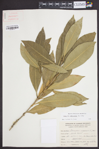 Osmanthus americanus image