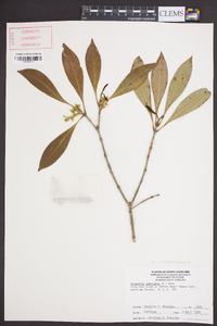 Osmanthus americanus image