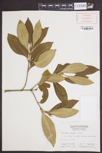 Osmanthus americanus image