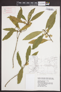 Osmanthus americanus image