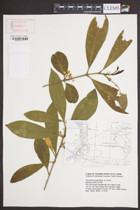 Osmanthus americanus image