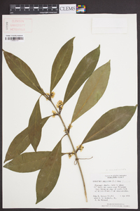 Osmanthus americanus image