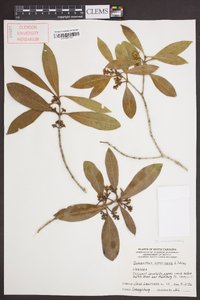 Osmanthus americanus image