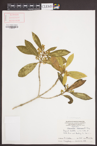 Osmanthus americanus image