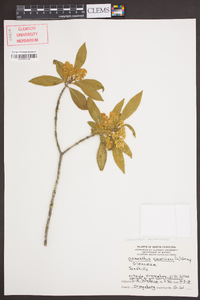 Osmanthus americanus image