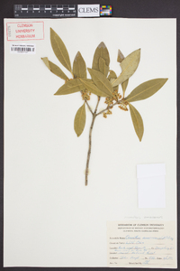 Osmanthus americanus image