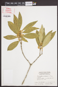 Osmanthus americanus image