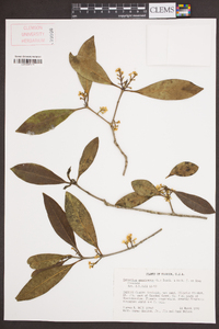 Osmanthus americanus image