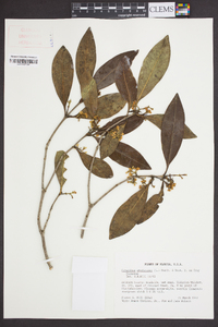 Osmanthus americanus image