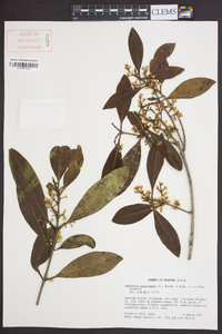 Osmanthus americanus image