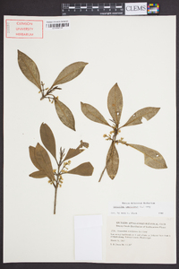 Osmanthus americanus image