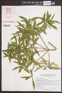 Phillyrea angustifolia image