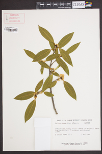 Osmanthus decorus image