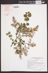 Syringa meyeri image