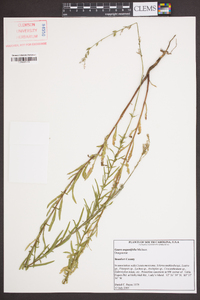 Oenothera simulans image