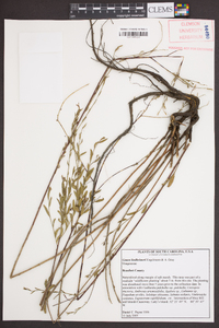 Oenothera lindheimeri image