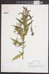 Oenothera gaura image