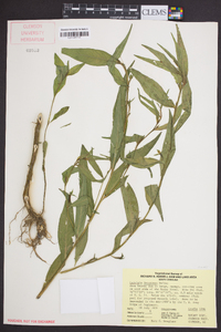 Ludwigia decurrens image