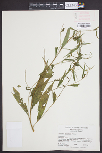 Ludwigia decurrens image