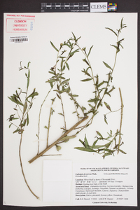 Ludwigia decurrens image