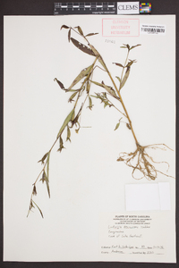 Ludwigia decurrens image