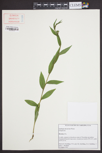 Ludwigia decurrens image