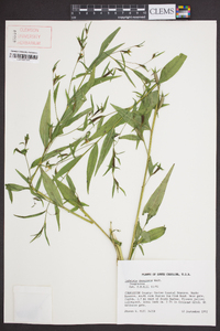 Ludwigia decurrens image