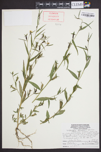 Ludwigia decurrens image