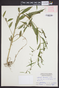 Ludwigia decurrens image