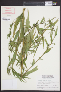 Ludwigia decurrens image