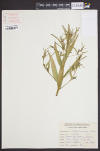 Ludwigia decurrens image