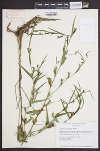 Ludwigia decurrens image