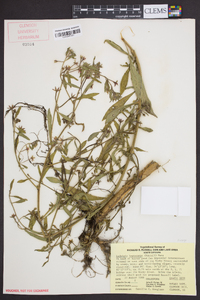 Ludwigia leptocarpa image