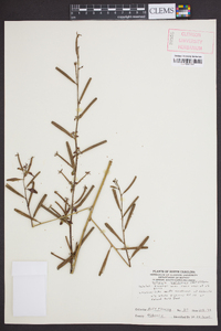 Ludwigia leptocarpa image