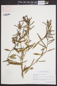 Ludwigia leptocarpa image