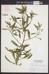 Ludwigia leptocarpa image