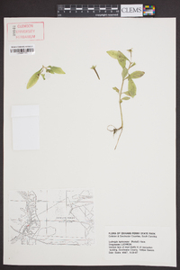 Ludwigia leptocarpa image