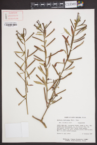 Ludwigia leptocarpa image