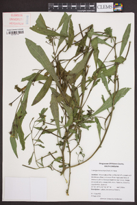 Ludwigia leptocarpa image