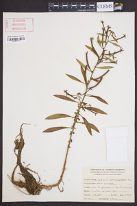 Ludwigia leptocarpa image