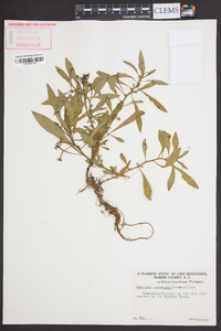 Ludwigia leptocarpa image