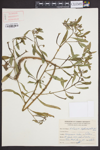 Ludwigia leptocarpa image