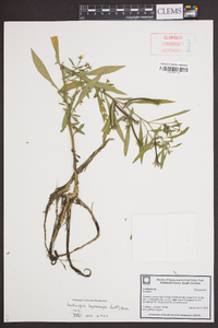 Ludwigia leptocarpa image