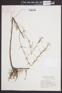 Ludwigia linearis image